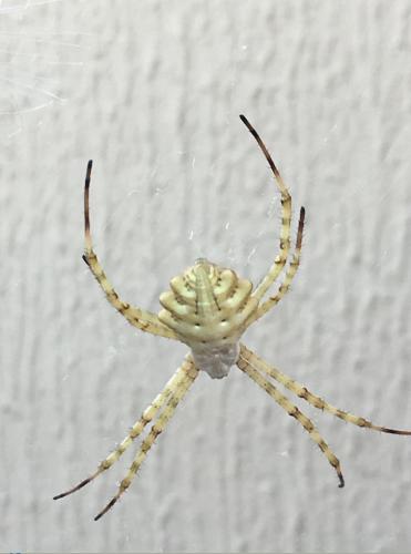 Réf. 211 731 : Argiope lobata